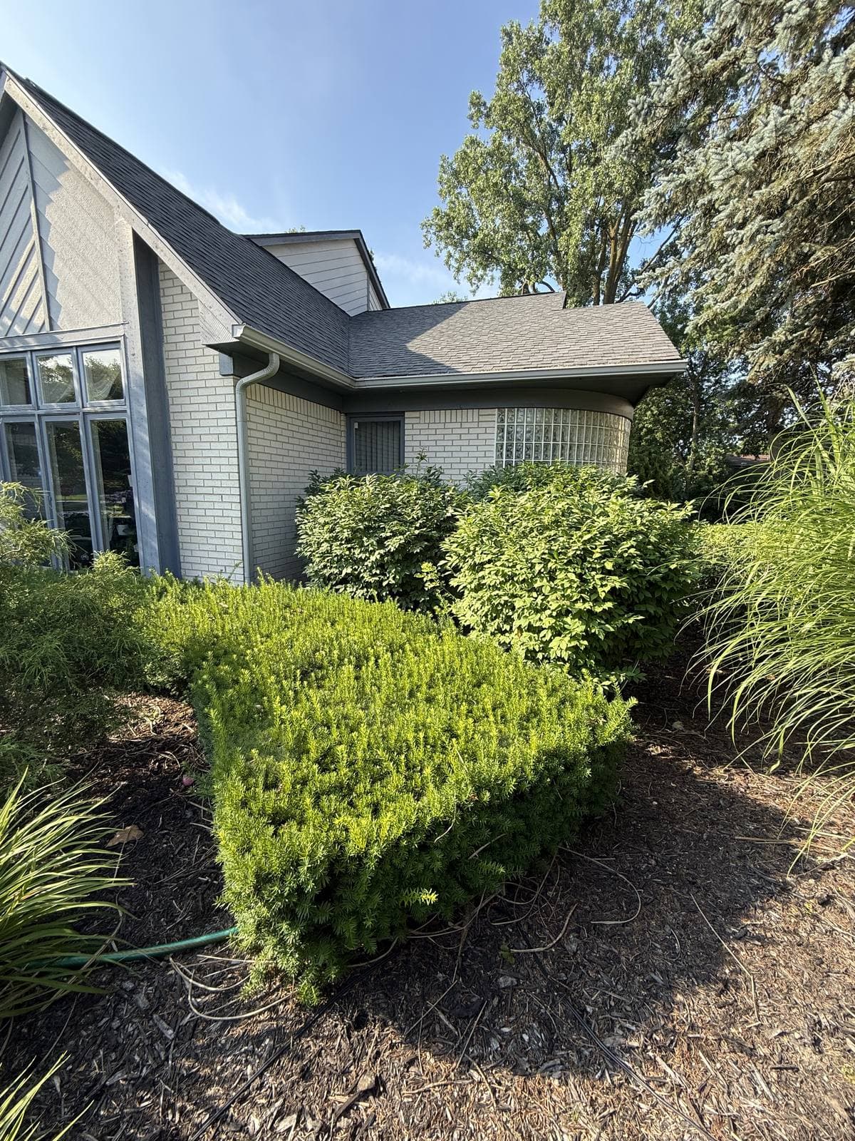 A shaped shrub in a clean, freshly weeded and mulched bed