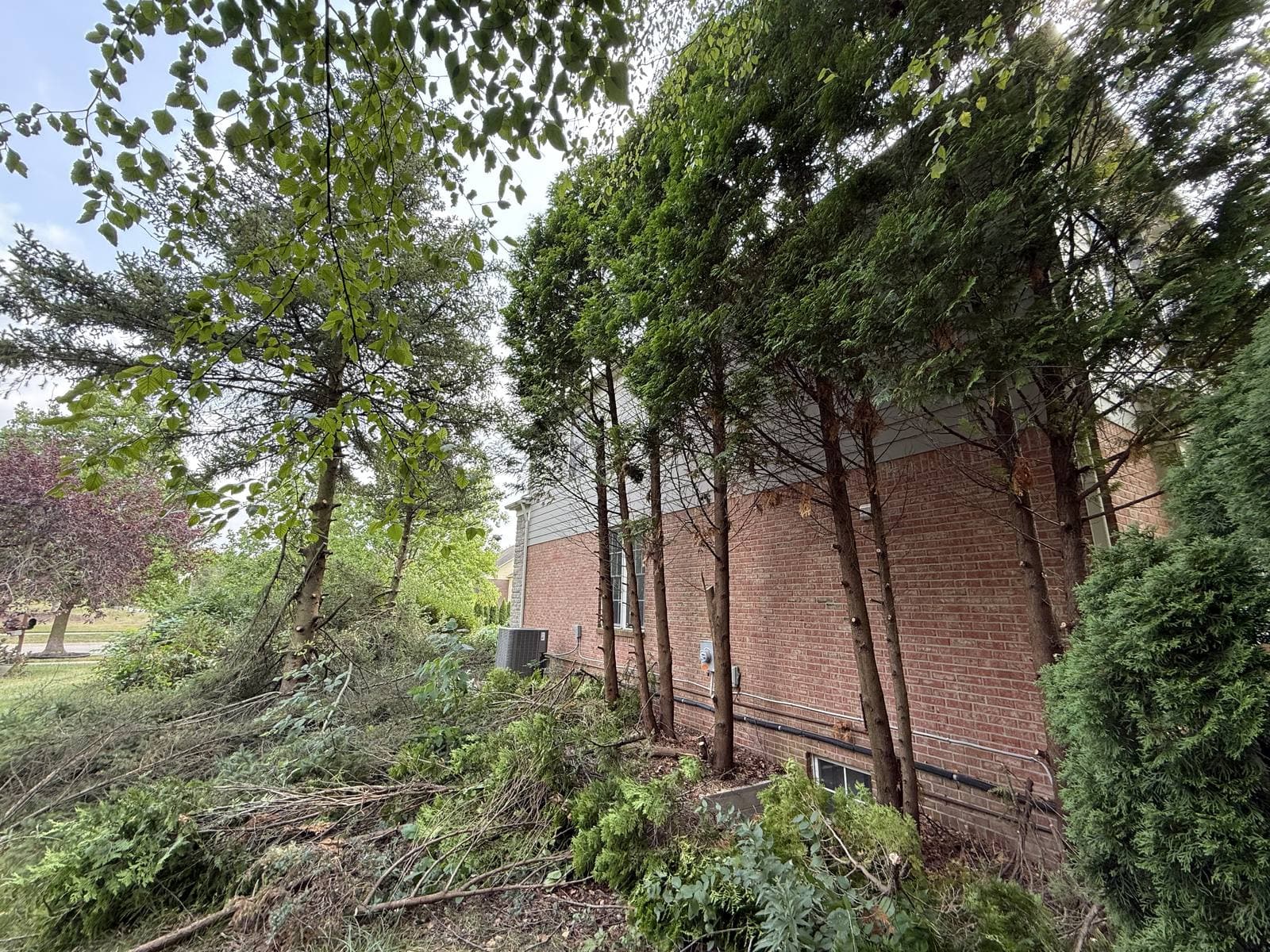 Overgrown brush and saplings being cleared from the side of a brick home